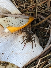 Tigrosa helluo