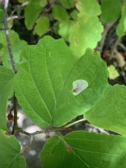 Cameraria hamameliella