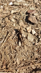 Oedipoda