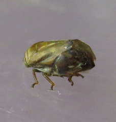 Clastoptera obtusa