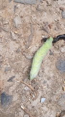 Marumba quercus