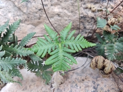 Notholaena standleyi