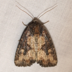 Mesapamea fractilinea