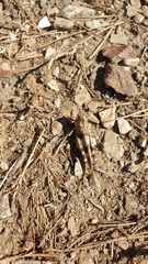 Oedipoda