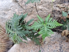 Notholaena standleyi