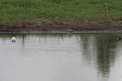 Apalone spinifera guadalupensis