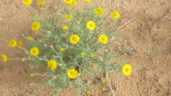 Baileya multiradiata