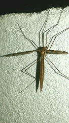 Acutipula