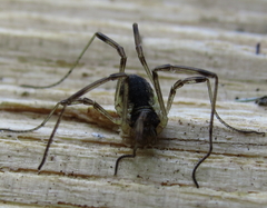 Oligolophus tridens