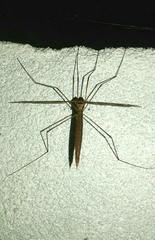Acutipula
