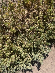 Euphorbia serpens