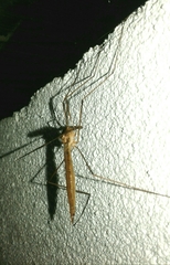Acutipula