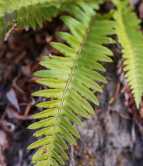 Polystichum