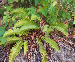 Polystichum