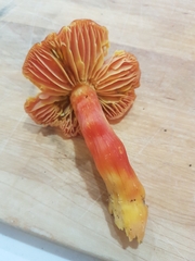 Hygrocybe punicea