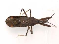 Acholla multispinosa