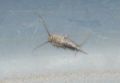 Ctenolepisma lineatum