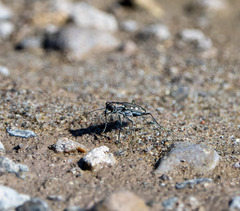 Cicindela ocellata