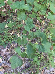 Ribes sanguineum