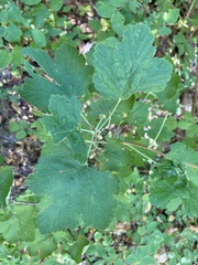 Ribes sanguineum