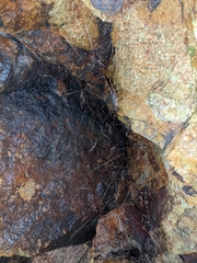 Pachyrhamma acanthocerum