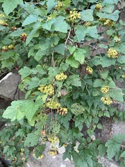 Physocarpus opulifolius