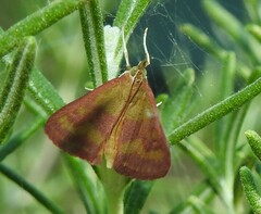 Pyrausta laticlavia