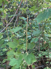 Ribes sanguineum