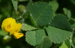 Medicago polymorpha