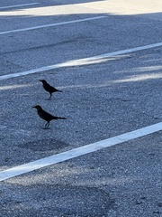 Quiscalus major westoni