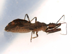 Acholla multispinosa