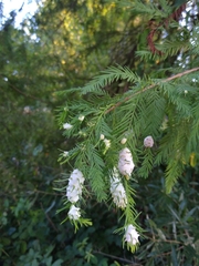 Taxodiomyia cupressiananassa