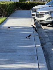 Quiscalus major westoni