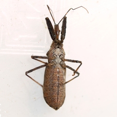 Acholla multispinosa
