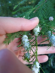 Taxodiomyia cupressiananassa
