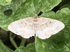 Epirrhoe alternata
