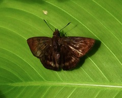 Pellicia