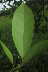 Ocotea floribunda
