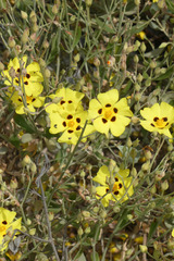 Cistus halimifolius