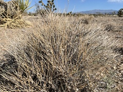 Krascheninnikovia lanata