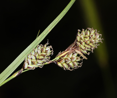 Carex heteroneura