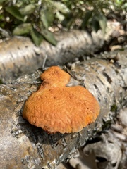 Trametes cinnabarina