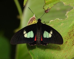 Parides eurimedes
