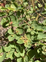 Blaesodiplosis
