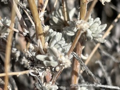 Krascheninnikovia lanata