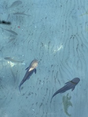 Ariopsis felis