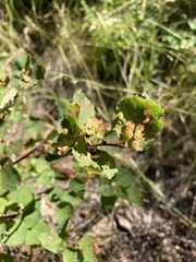 Blaesodiplosis