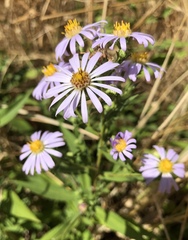 Symphyotrichum subspicatum