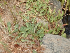 Anemopsis californica