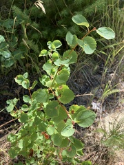 Amelanchier alnifolia